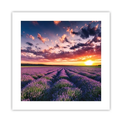 Plakat - Lavendelverden - 40x40 cm