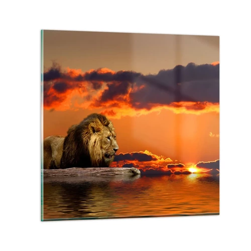 Billede på glas - Naturens konge - 70x70 cm