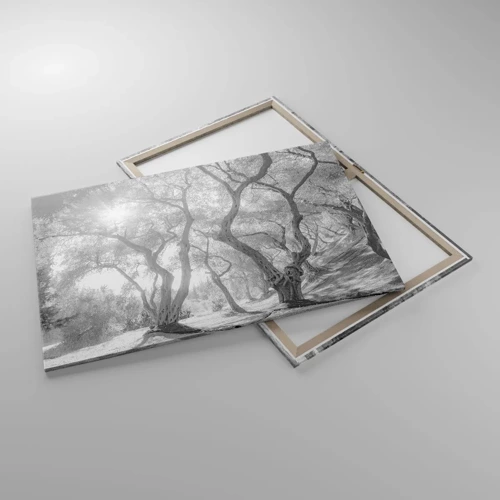 Lærredstryk - Billede på lærred - I en olivenlund - 100x70 cm