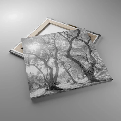 Lærredstryk - Billede på lærred - I en olivenlund - 50x50 cm