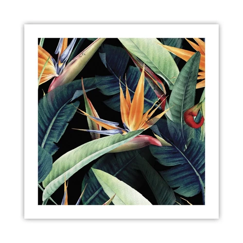 Plakat - Flammeblomster i troperne - 50x50 cm