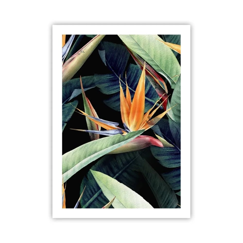 Plakat - Flammeblomster i troperne - 50x70 cm