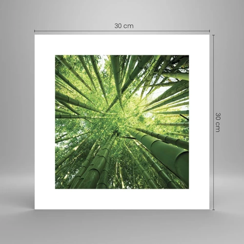 Plakat - I en bambuslund - 30x30 cm