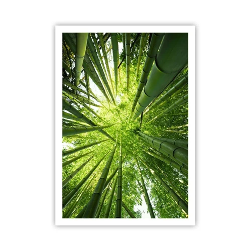 Plakat - I en bambuslund - 70x100 cm