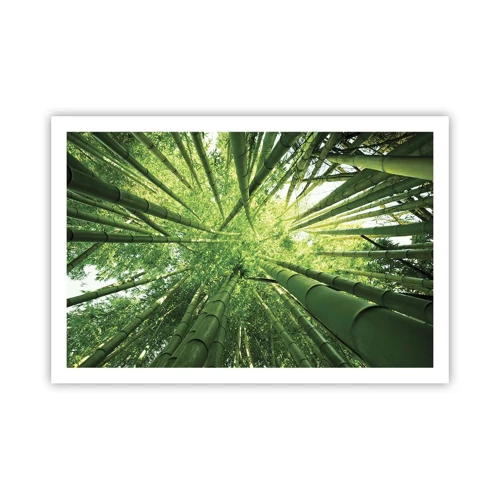 Plakat - I en bambuslund - 91x61 cm