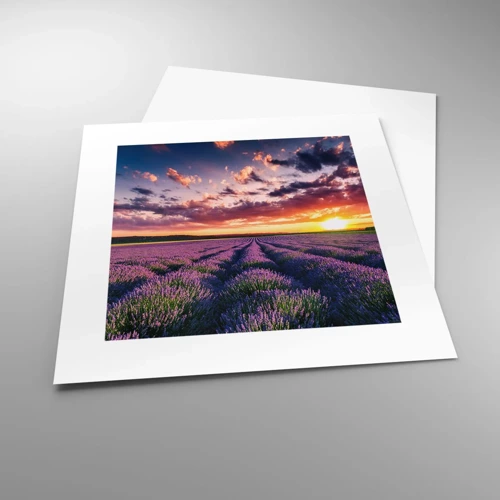 Plakat - Lavendelverden - 30x30 cm