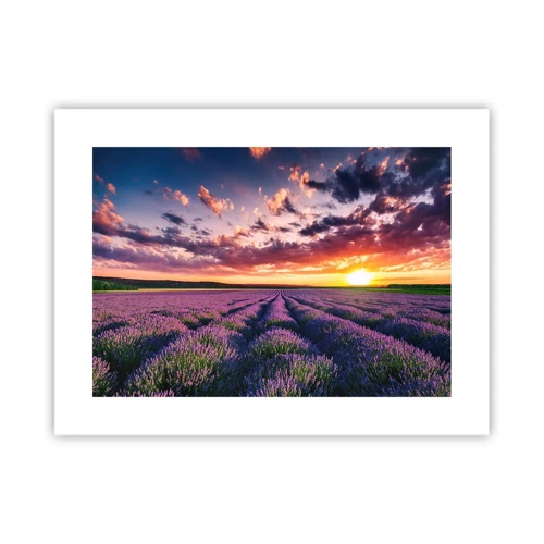 Plakat - Lavendelverden - 40x30 cm