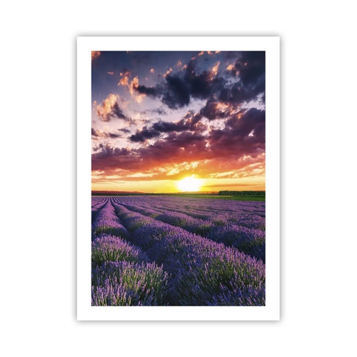 Plakat - Lavendelverden - 50x70 cm