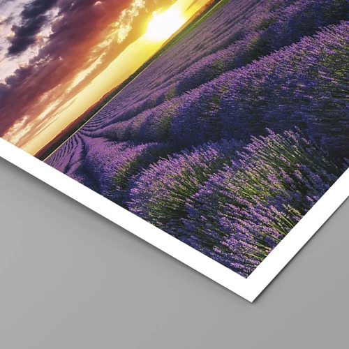 Plakat - Lavendelverden - 60x60 cm