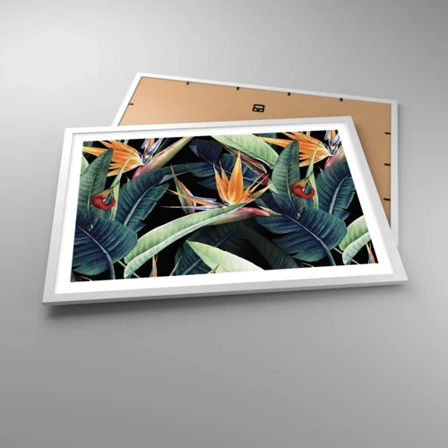 Plakat i hvid ramme - Flammeblomster i troperne - 70x50 cm