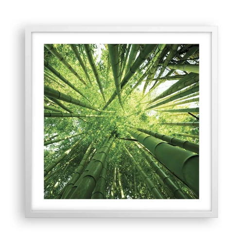 Plakat i hvid ramme - I en bambuslund - 50x50 cm