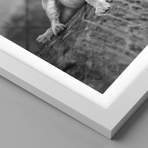 Plakat i hvid ramme - Kongelig siesta - 40x40 cm