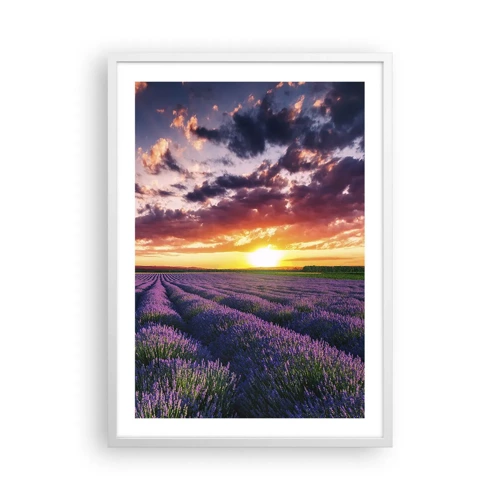 Plakat i hvid ramme - Lavendelverden - 50x70 cm