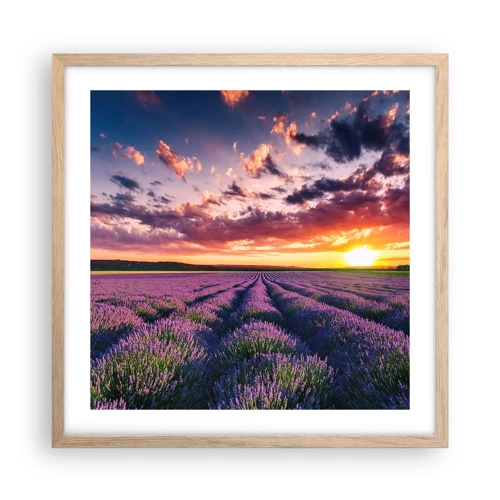 Plakat i ramme af lyst egetræ - Lavendelverden - 50x50 cm