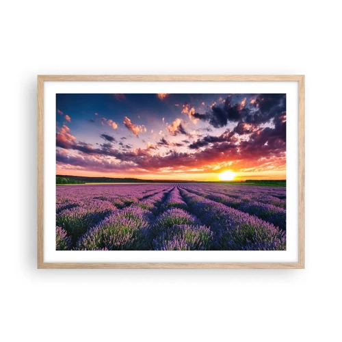 Plakat i ramme af lyst egetræ - Lavendelverden - 70x50 cm