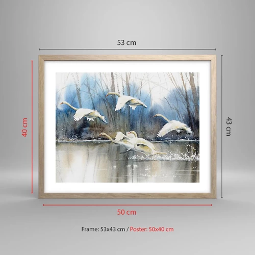 Plakat i ramme af lyst egetræ - Som i en fortælling om vilde svaner - 50x40 cm