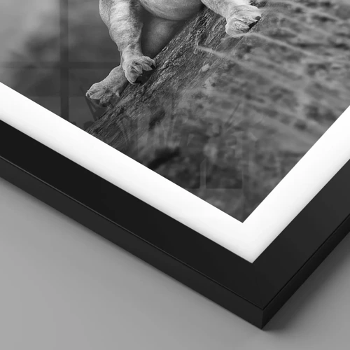 Plakat i sort ramme - Kongelig siesta - 60x60 cm