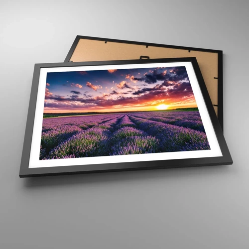 Plakat i sort ramme - Lavendelverden - 50x40 cm