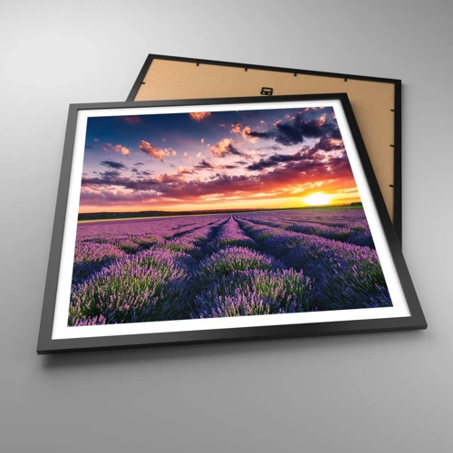 Plakat i sort ramme - Lavendelverden - 60x60 cm