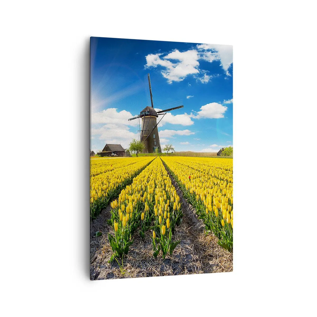 Lærredstryk - Billede på lærred - Kunne ikke være mere hollandsk - 80x120 cm