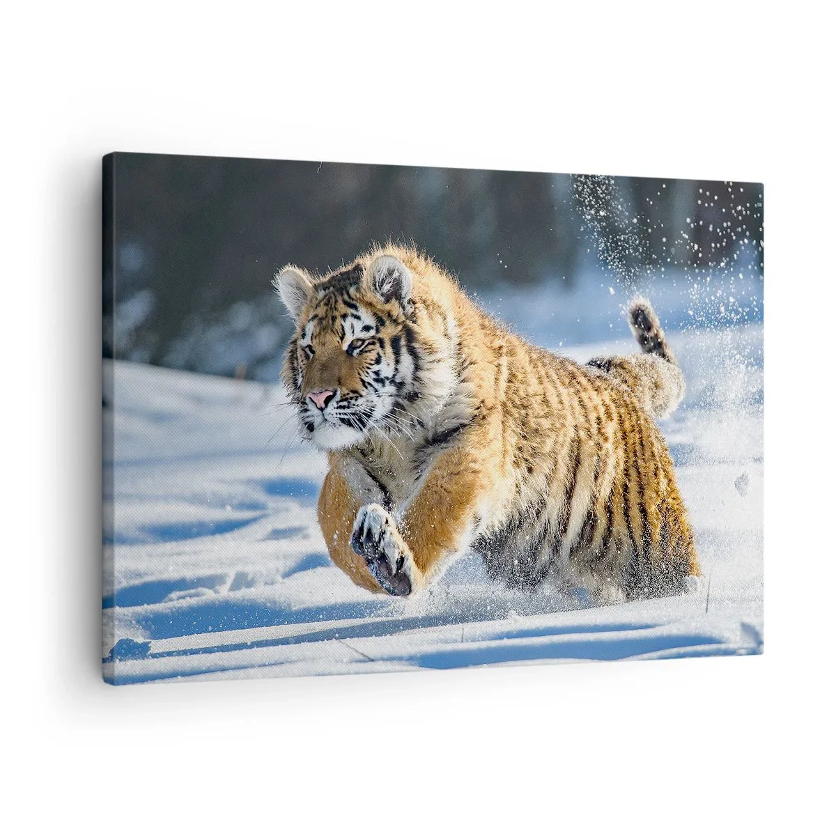 Lærredstryk - Billede på lærred - En sibirisk tiger løber i et snedækket landskab - 70x50cm - Den sibiriske taigas gud - Moderne vægdekoration til stue og soveværelse ARTTOR