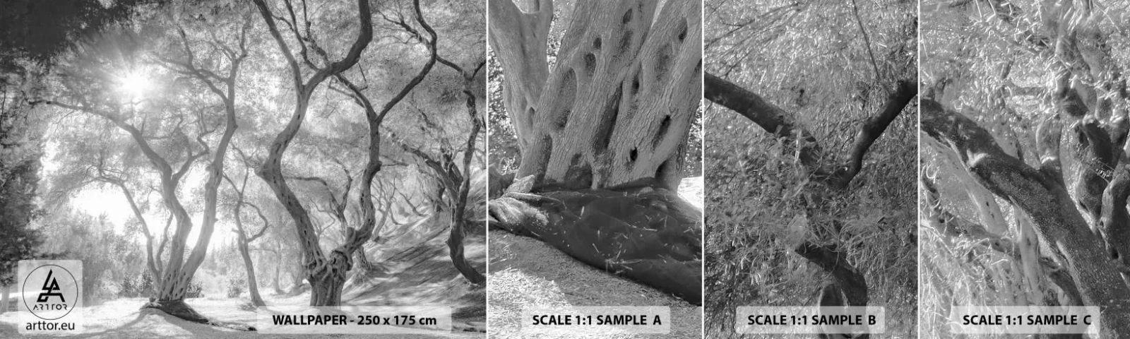 Fototapet Prøve Standard Eco - I en olivenlund - Skov, Vinter, Træer - 100x30 cm