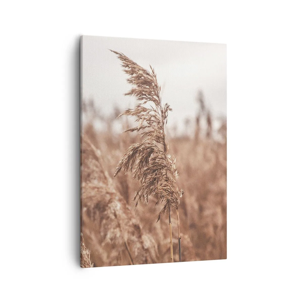 Lærredstryk - Billede på lærred - Efteråret er allerede på markerne - 50x70 cm