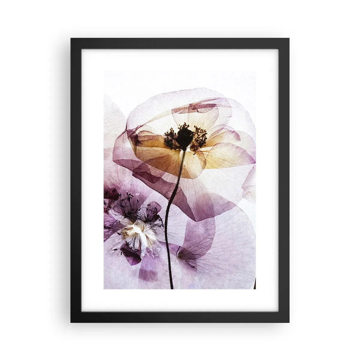 Plakat i sort ramme - Blomsterlegeme dias - 30x40 cm