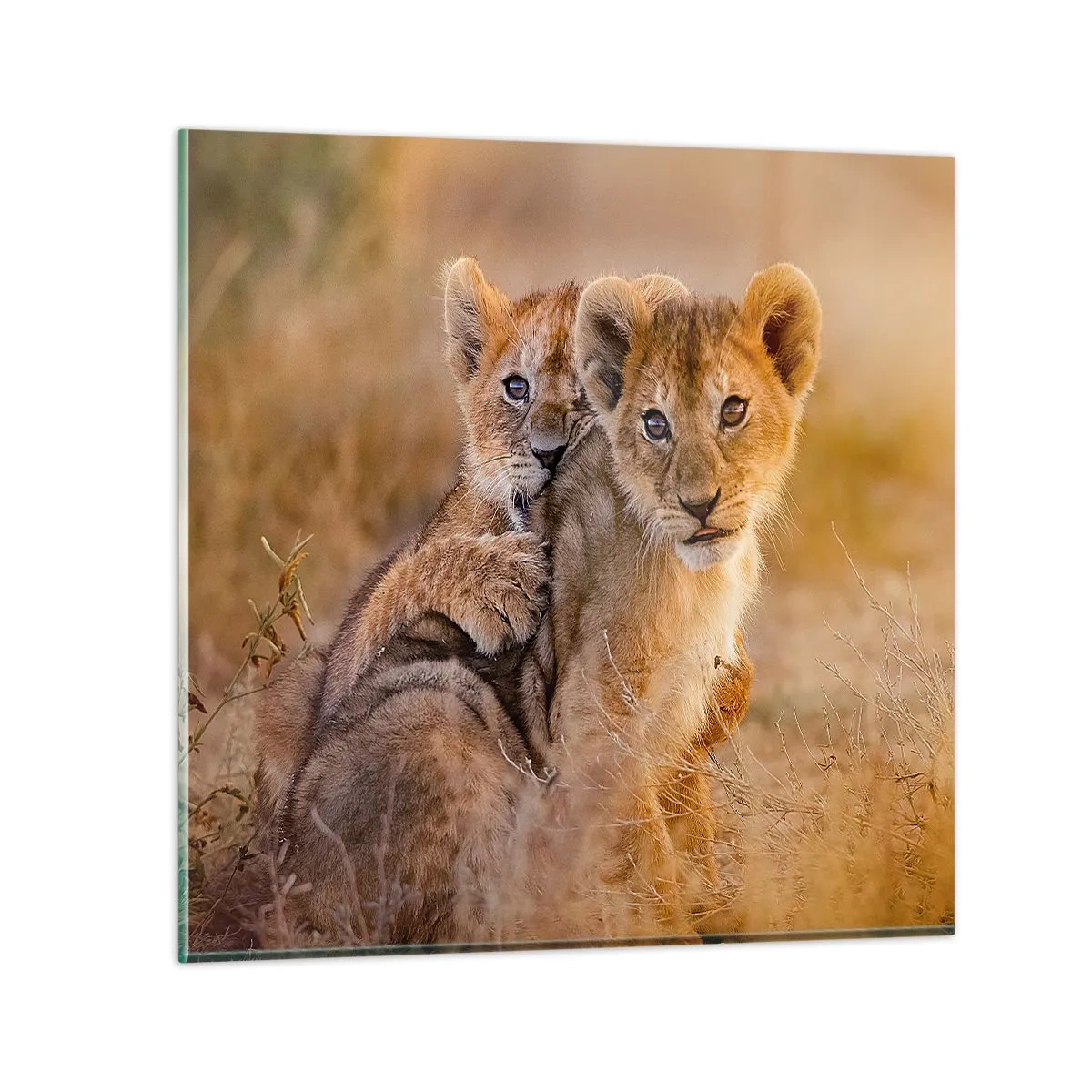 Billede på glas - Forstyr ikke! Vi har det sjovt - 60x60 cm