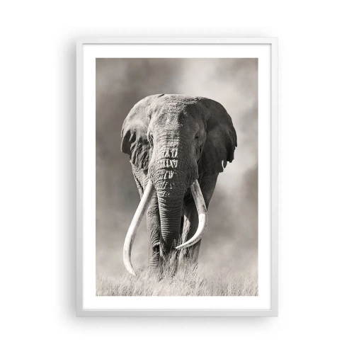 Plakat i hvid ramme - Afrikansk patriark - 50x70 cm