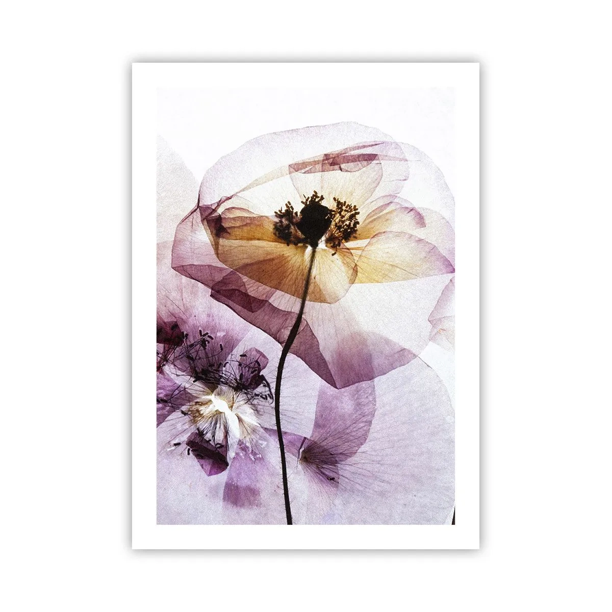 Plakat - Blomsterlegeme dias - 50x70 cm