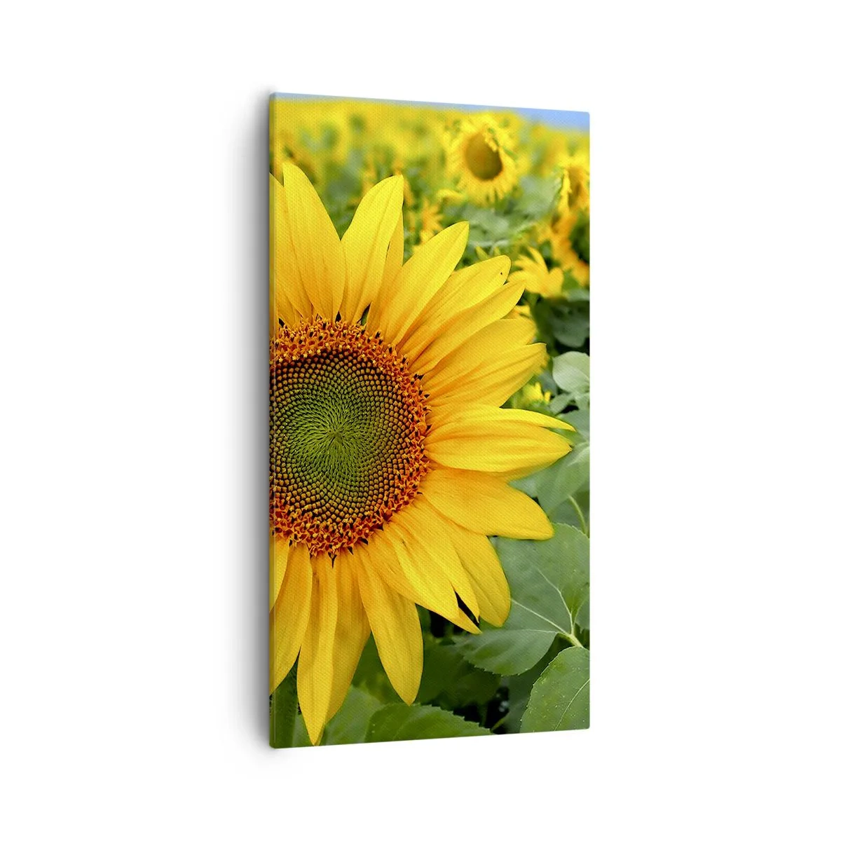 Lærredstryk - Billede på lærred - Hundredvis af sole blussede op - 55x100 cm