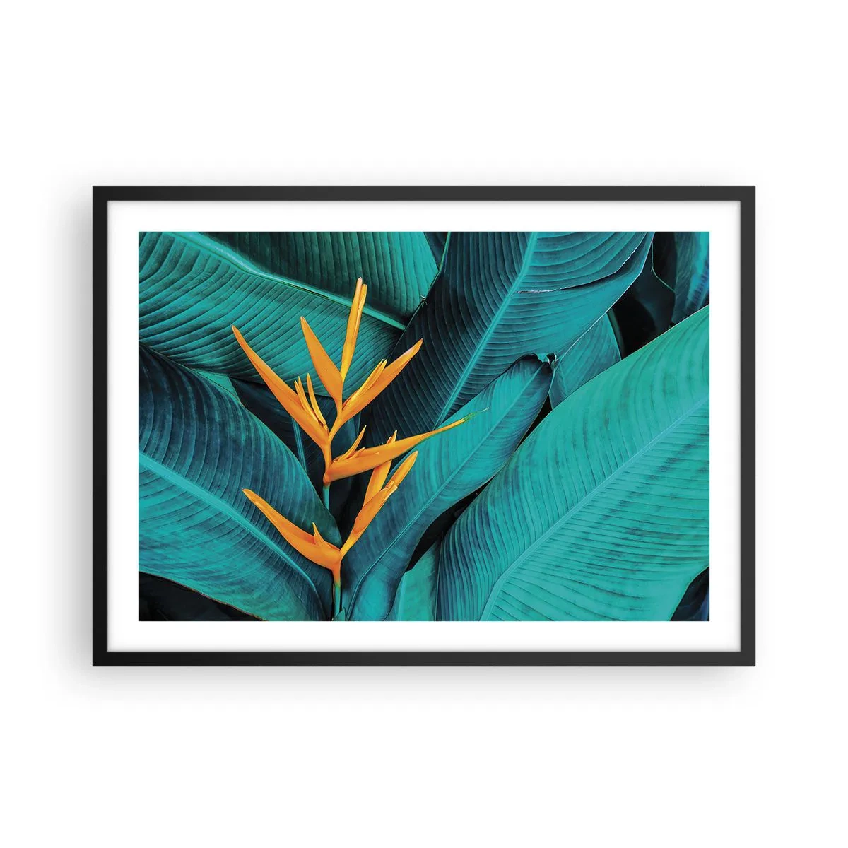 Plakat i sort ramme - Edens blomst - 70x50 cm