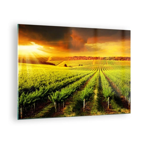 Billede på glas - Vingård i lyset af den nedgående sol - 70x50cm - Under den australske sol - Moderne vægdekoration til stue og soveværelse ARTTOR