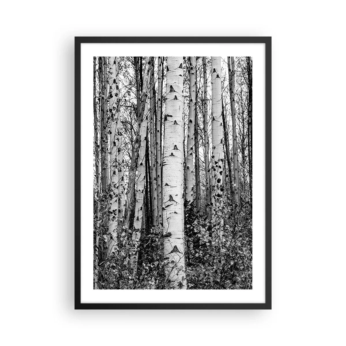 Plakat i sort ramme - Sorte og hvide birketræer danner en symmetrisk skov - 50x70cm - Kolonnade af birk - Moderne vægdekoration til stue og soveværelse ARTTOR
