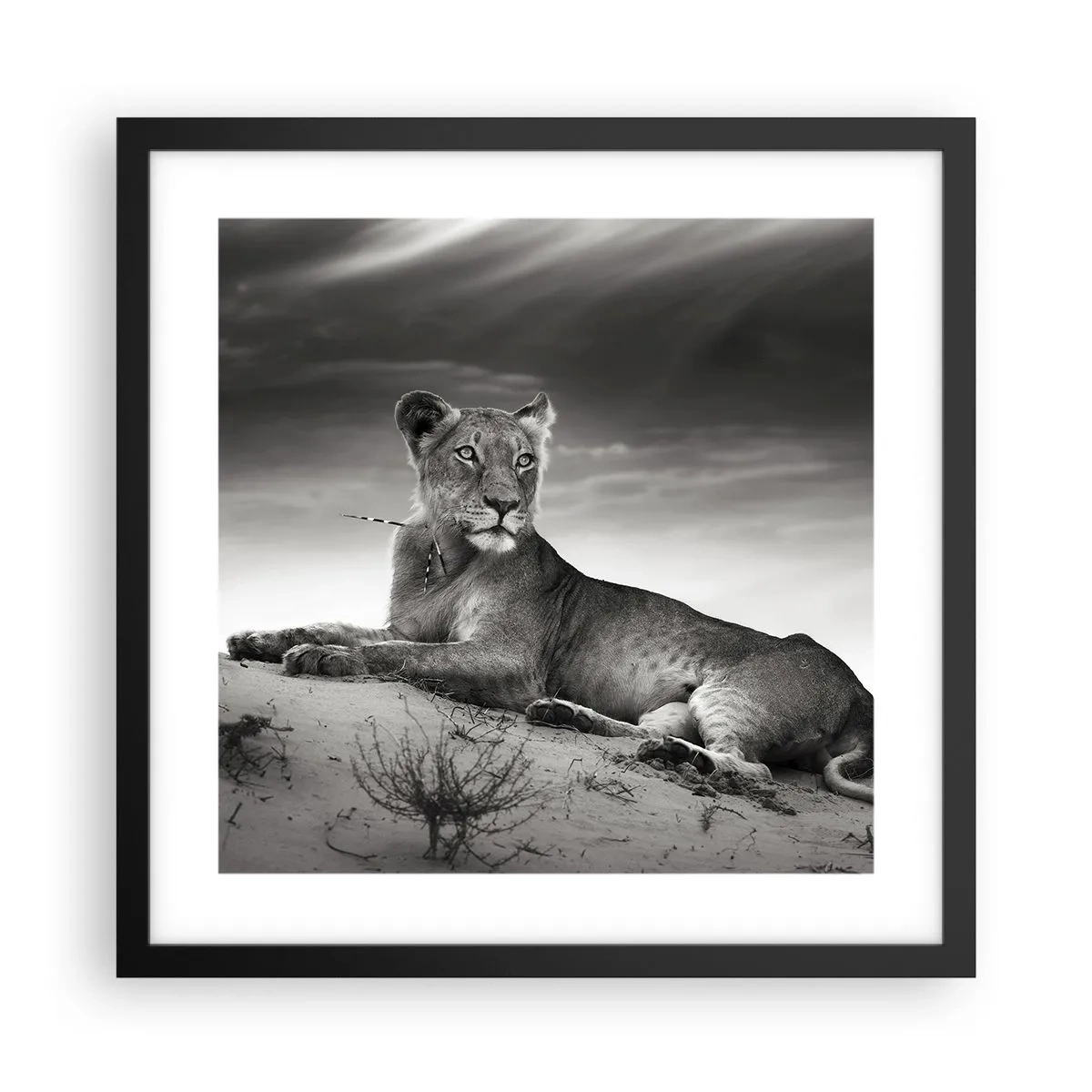 Plakat i sort ramme - Resten af ørkendronningen - 40x40 cm
