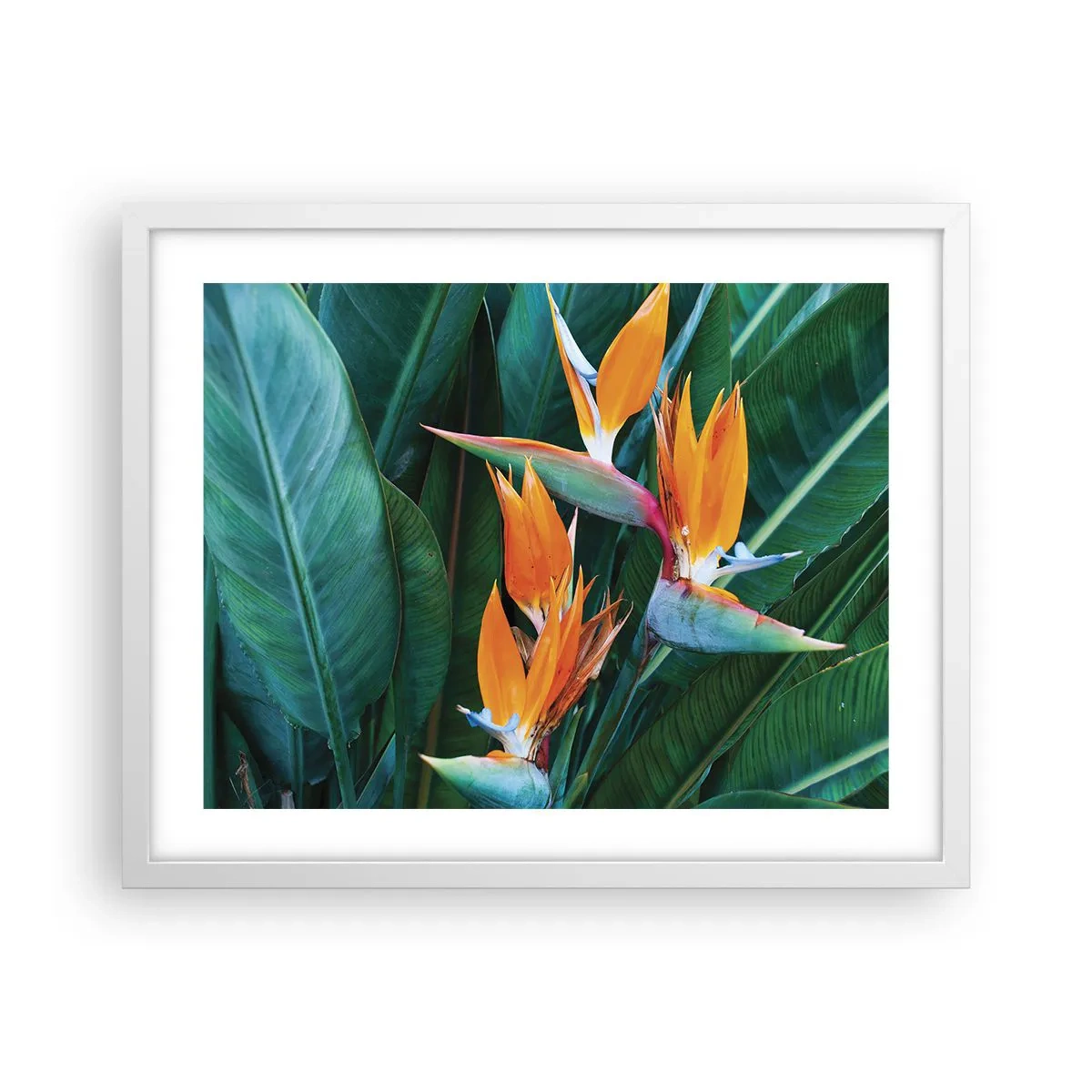 Plakat i hvid ramme - Er det en blomst eller er det en fugl? - 50x40 cm