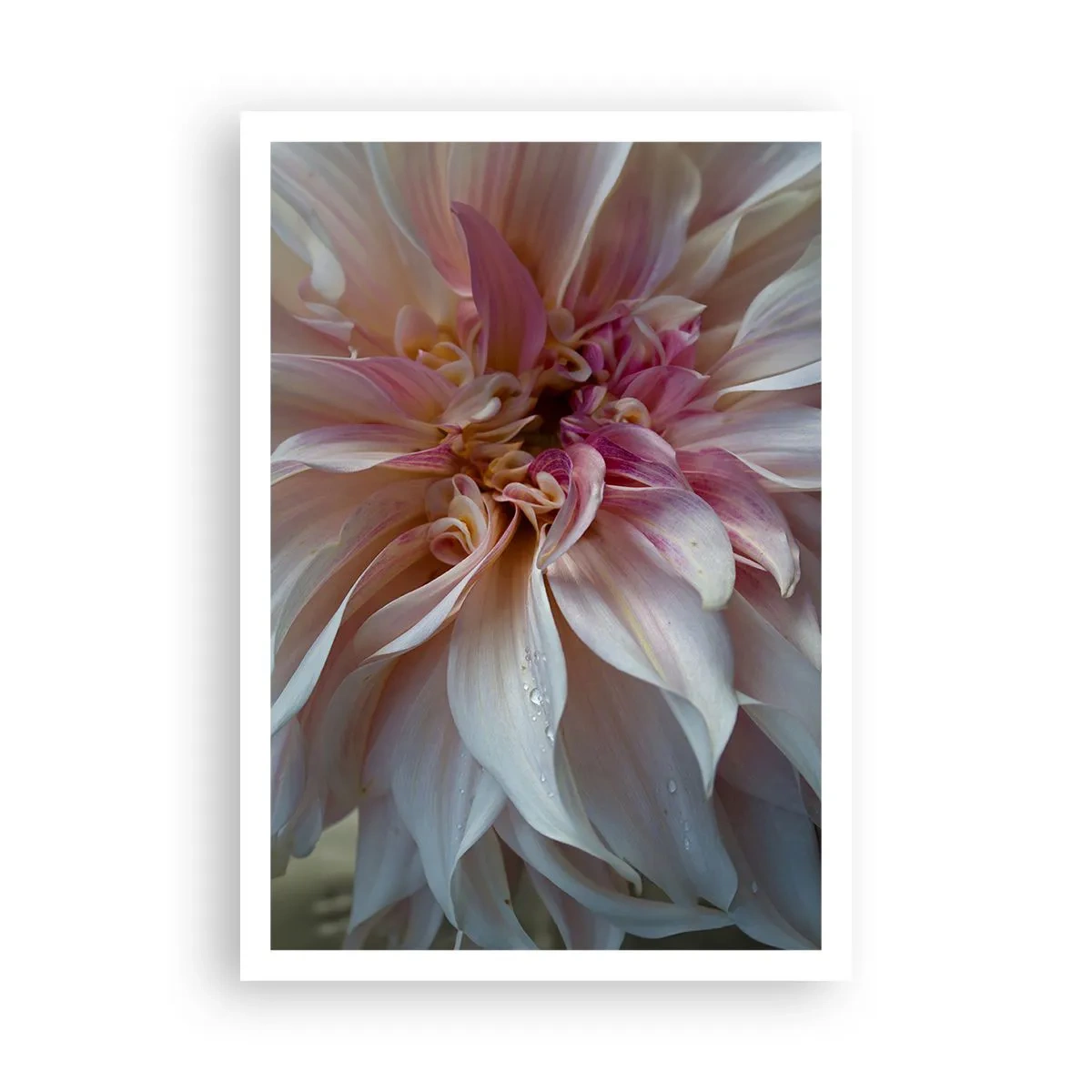 Plakat - Blomstrende friskhed - 70x100 cm