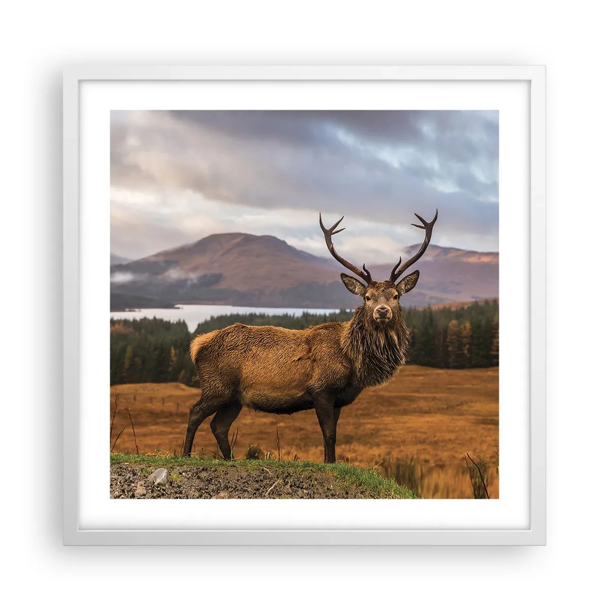 Plakat i hvid ramme - Naturens majestæt - 50x50 cm