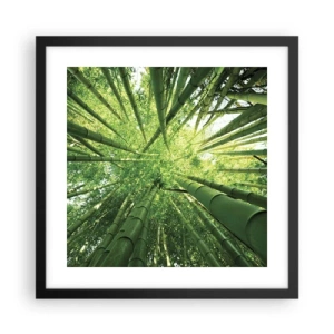 Plakat i sort ramme - I en bambuslund - 40x40 cm