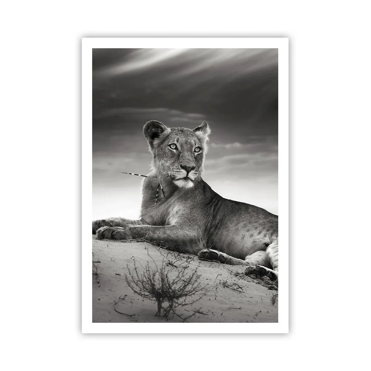 Plakat - Resten af ørkendronningen - 70x100 cm