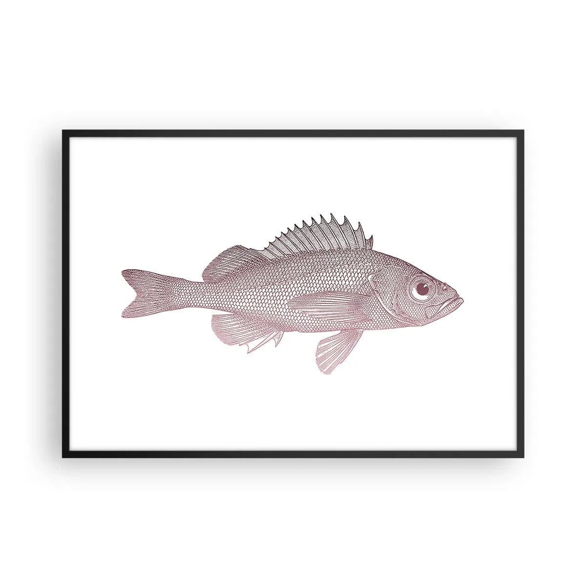 Plakat i sort ramme - Fisk med store øjne - 100x70 cm