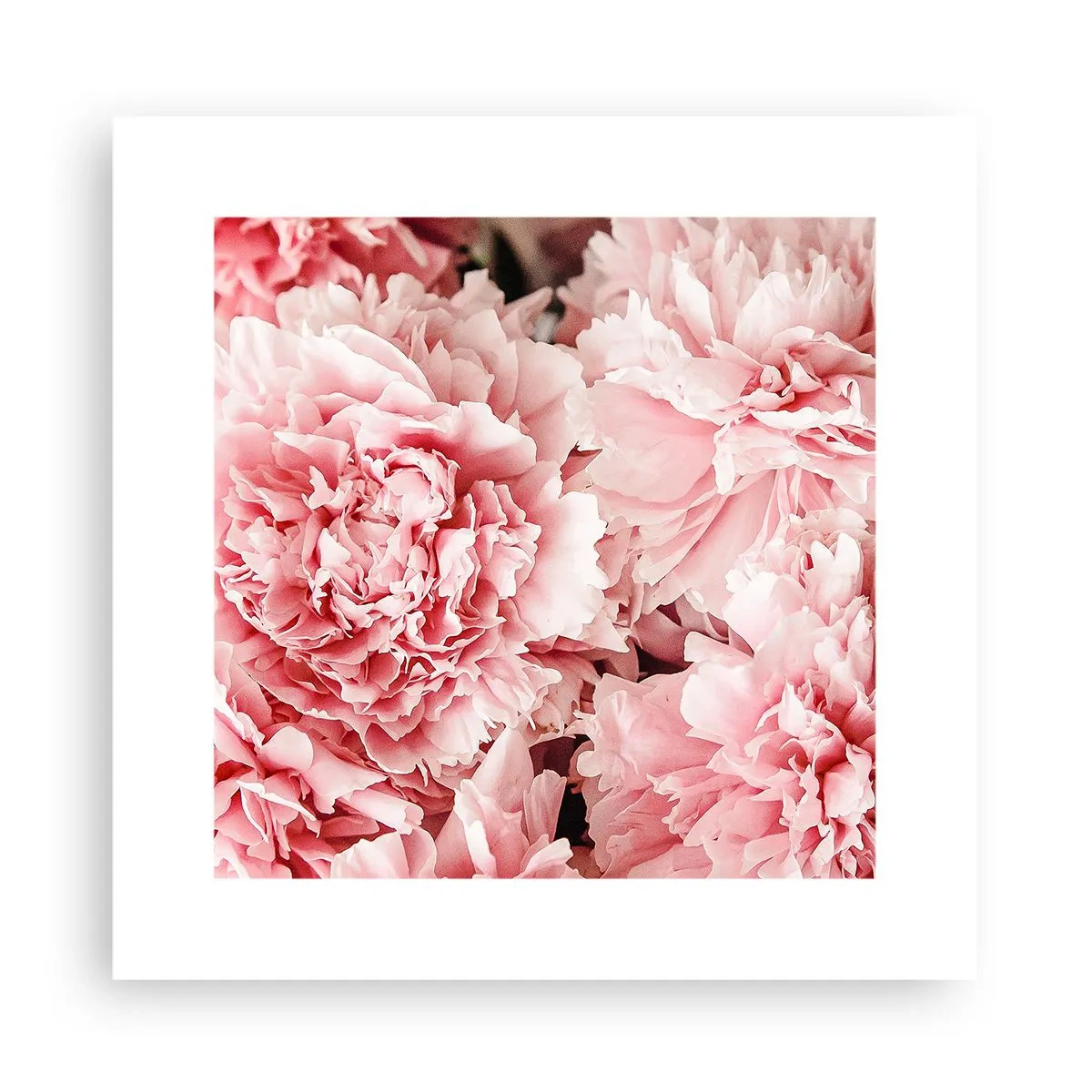 Plakat - Lyserød drøm - 30x30 cm