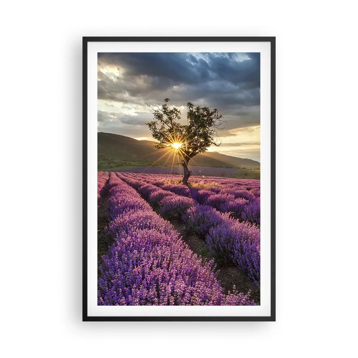 Plakat i sort ramme - Lilla aroma - 61x91 cm