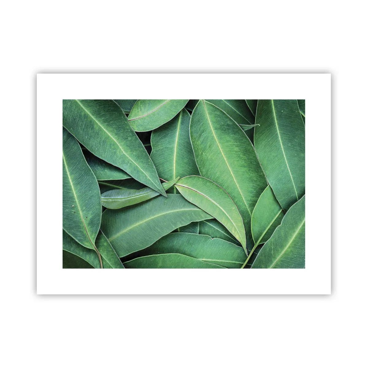 Plakat - Saftig og frisk - 40x30 cm
