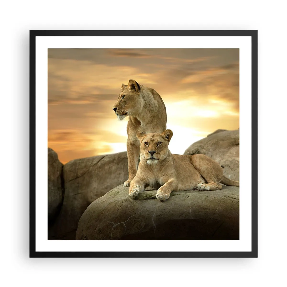 Plakat i sort ramme - Kongelig majestæt - 60x60 cm