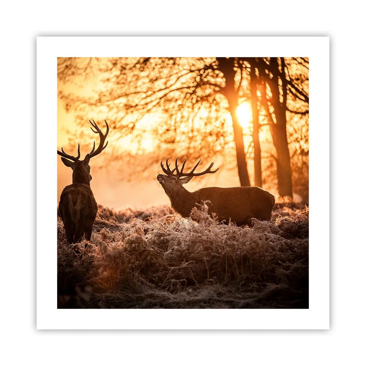 Plakat - En jægerdrøm - 50x50 cm