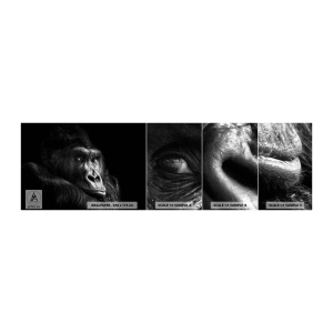 Prøve Fototapet Selvklæbende Deluxe Sticker - Og hvad kigger du på? - Abe, Gorilla, Dyr - 100x30 cm