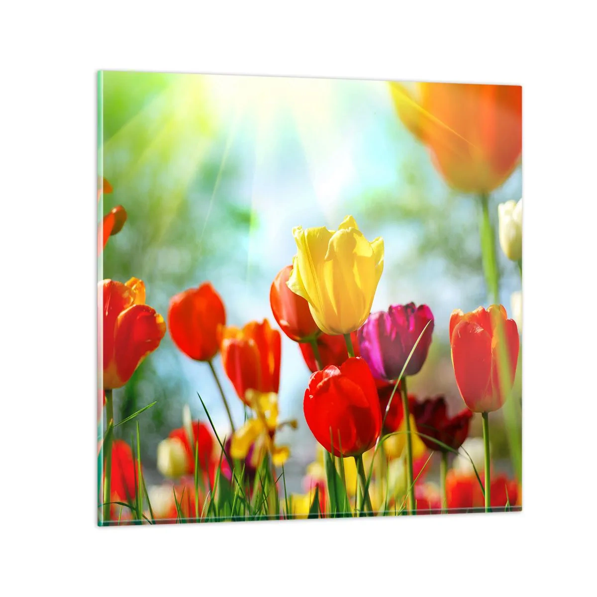 Billede på glas - Alle solens farver - 70x70 cm