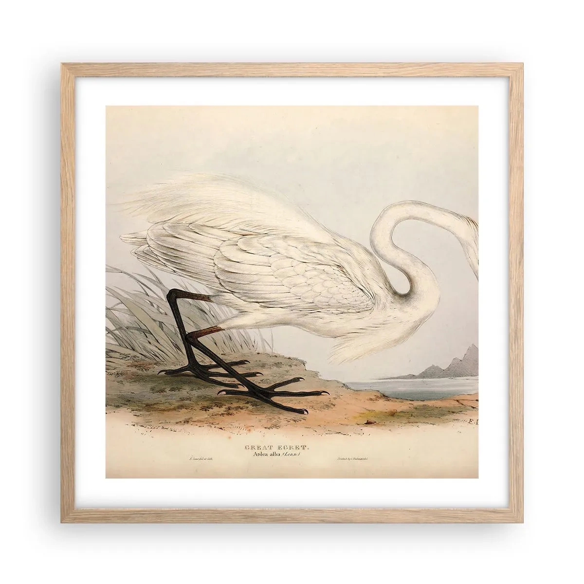 Plakat i ramme af lyst egetræ - Dame på sivene - 50x50 cm